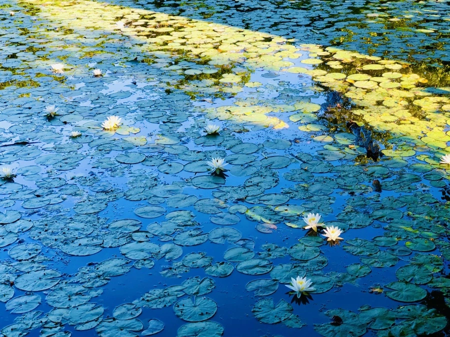 IMG_3804.jpg?type=w966