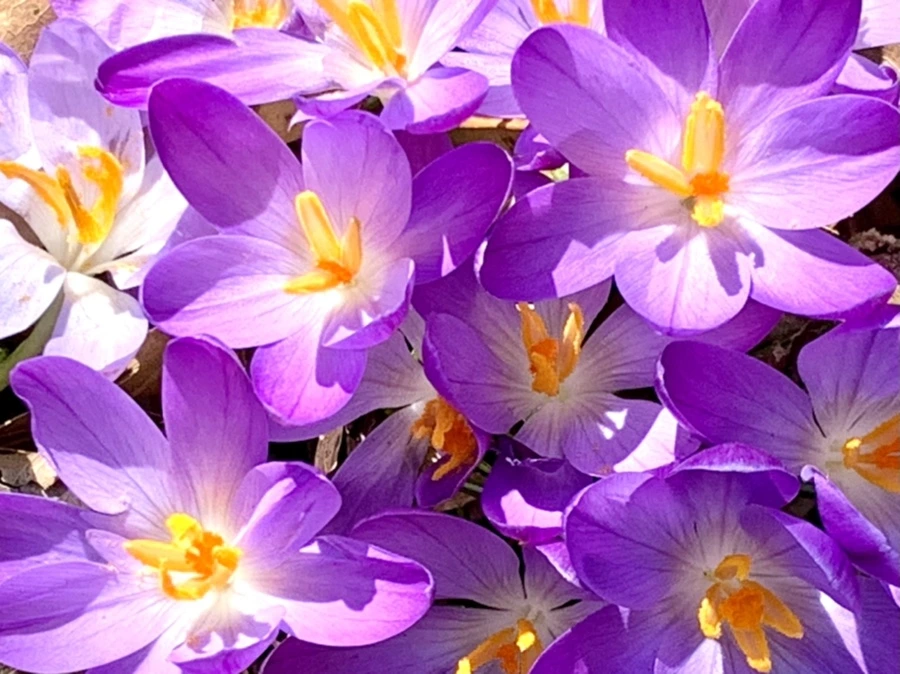 IMG_9782.jpg?type=w966