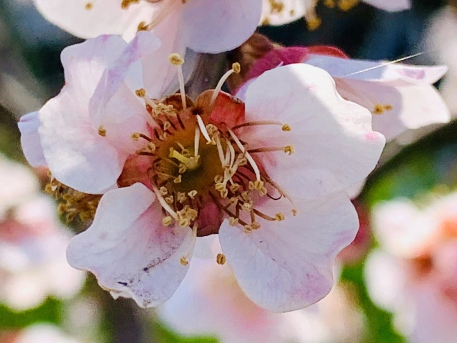 IMG_4212.jpg?type=w966