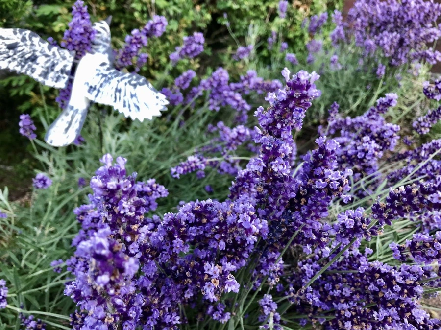 IMG_9378.jpg?type=w966