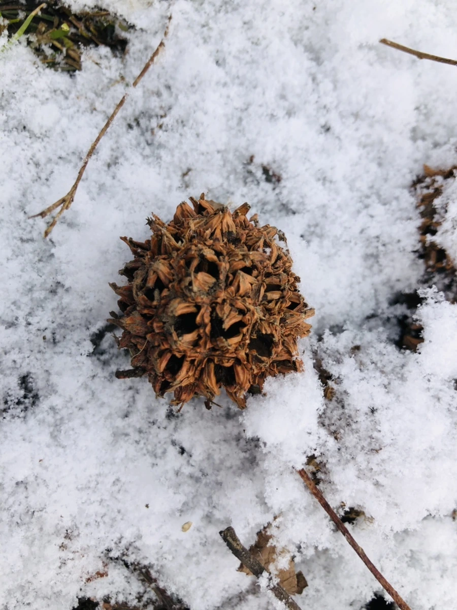 IMG_4493.jpg?type=w966