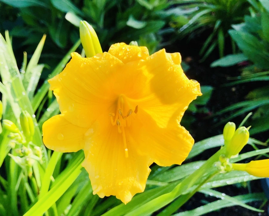 IMG_8086.jpg?type=w966