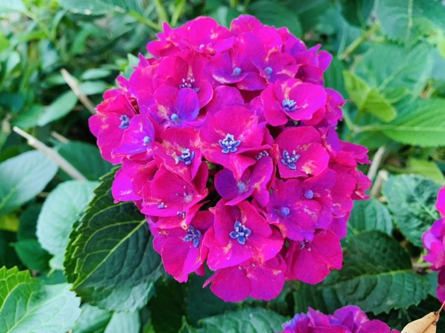 IMG_0954.jpg?type=w966