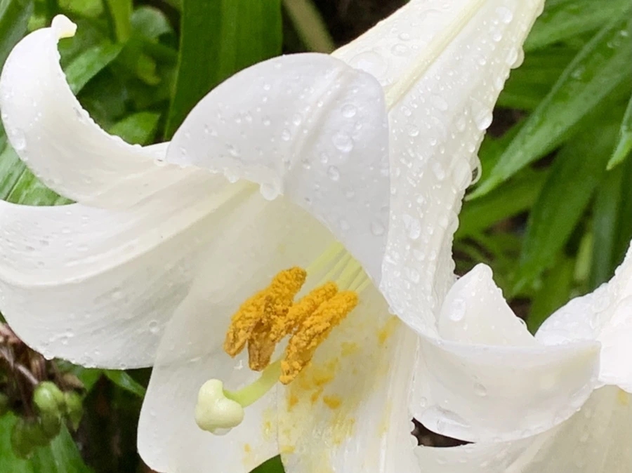 IMG_0121.jpg?type=w966