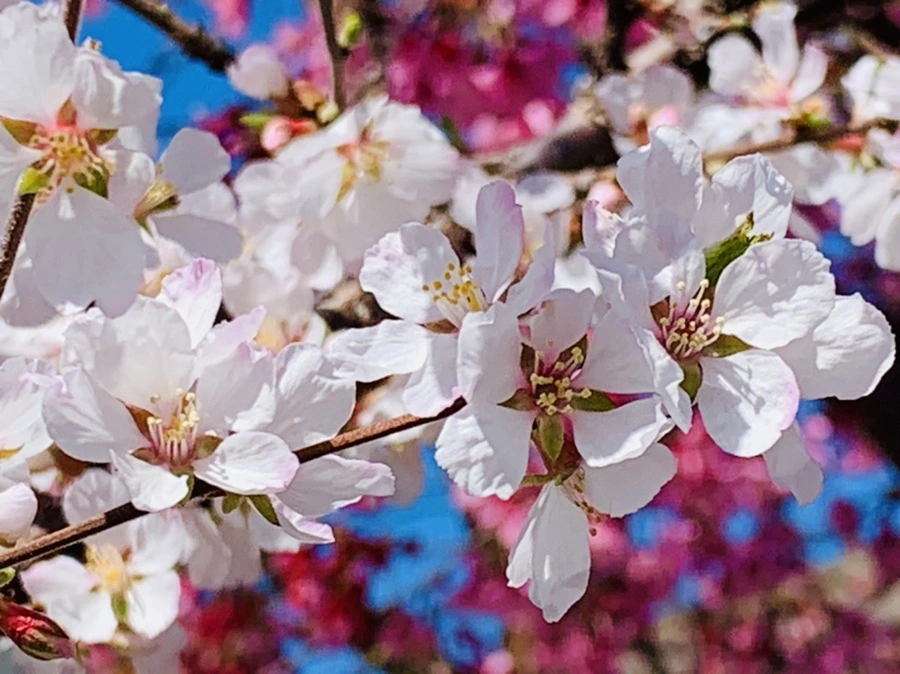 IMG_8042.jpg?type=w966