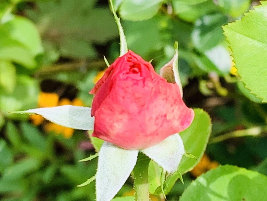 IMG_0550.jpg?type=w966