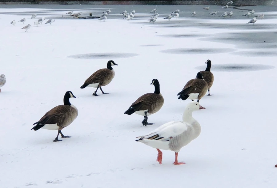 IMG_6035.jpg?type=w966