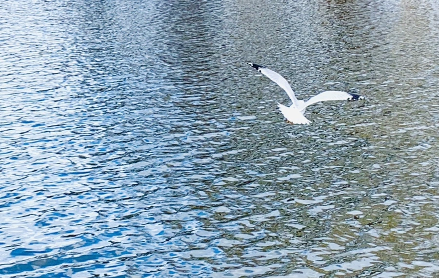 IMG_7713.jpg?type=w966