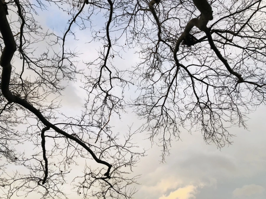 IMG_8208.jpg?type=w966