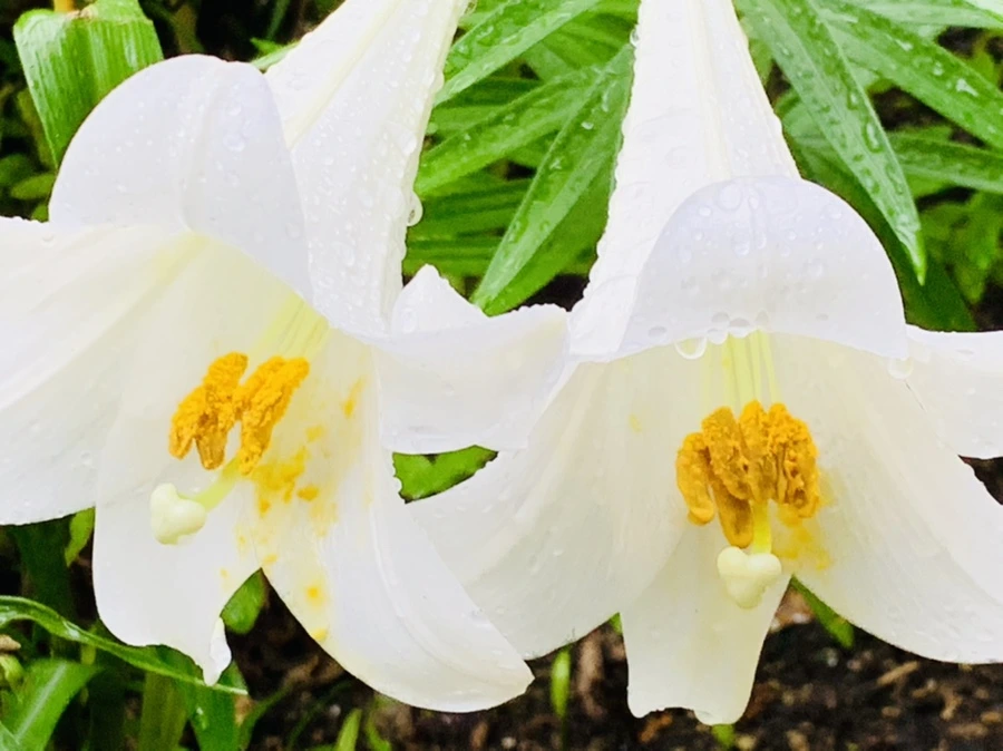 IMG_0120.jpg?type=w966