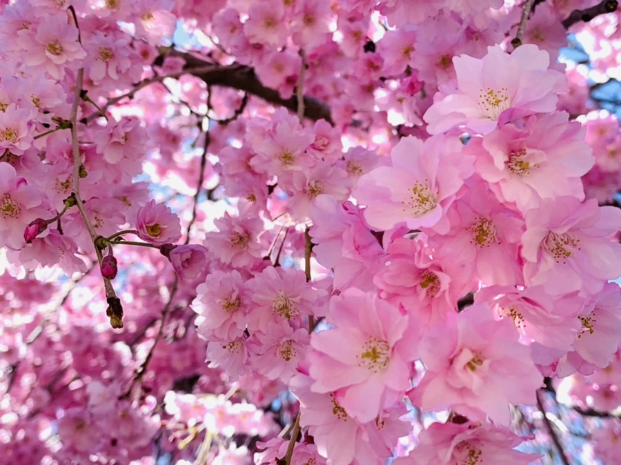 IMG_1601.jpg?type=w966