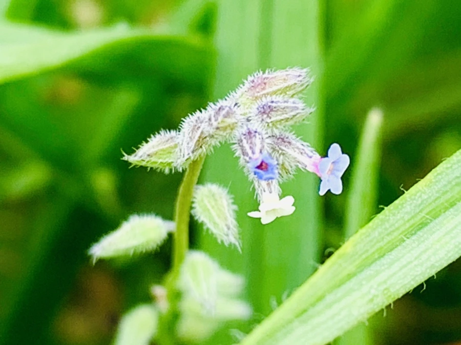 IMG_0990.jpg?type=w966