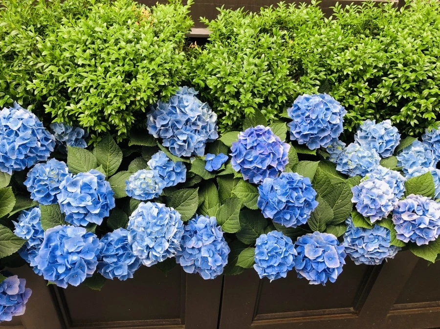 IMG_5347.jpg?type=w966