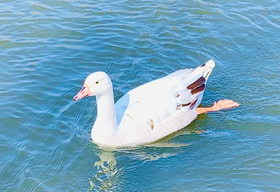 IMG_9814.jpg?type=w966