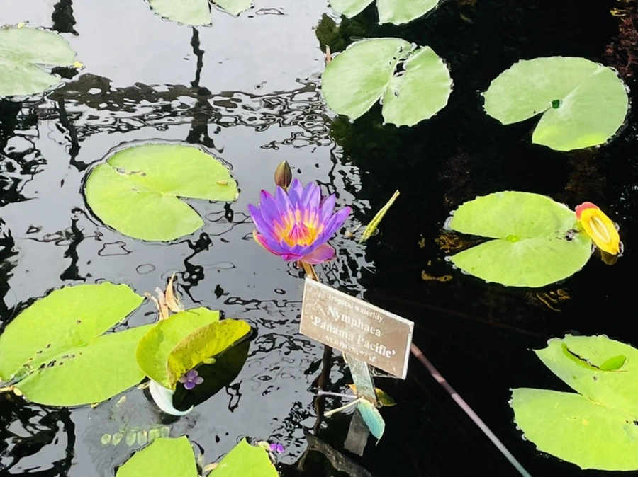 IMG_4460.jpg?type=w966