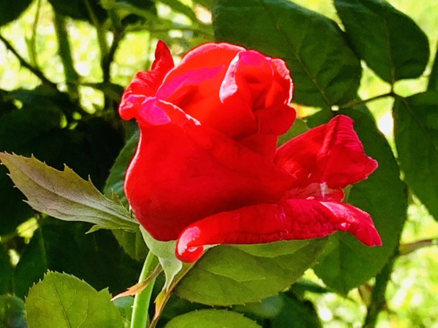 IMG_0324.jpg?type=w966