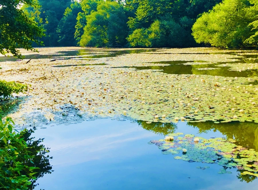 IMG_4887.jpg?type=w966