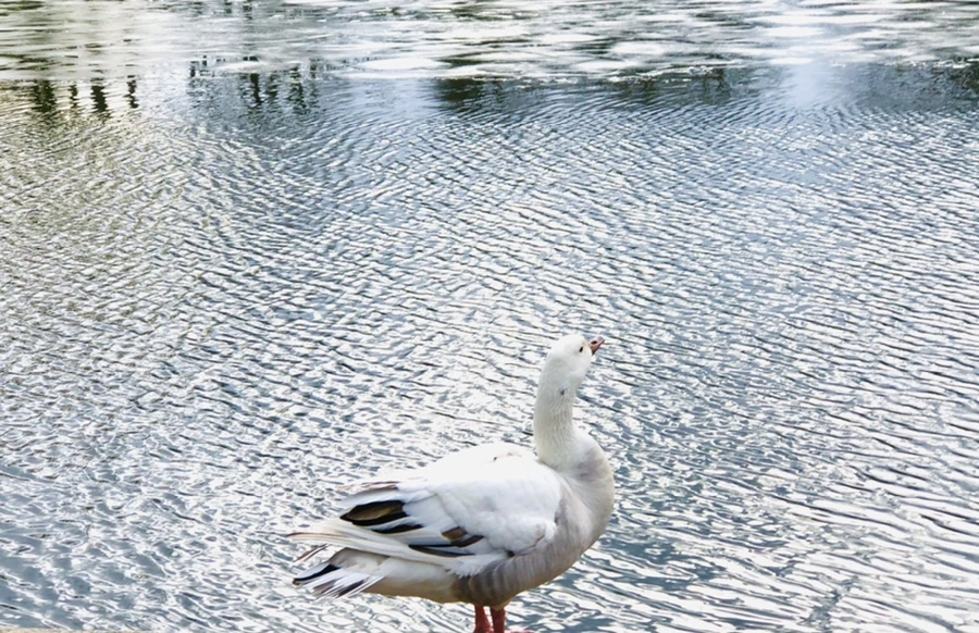 IMG_5086.jpg?type=w966