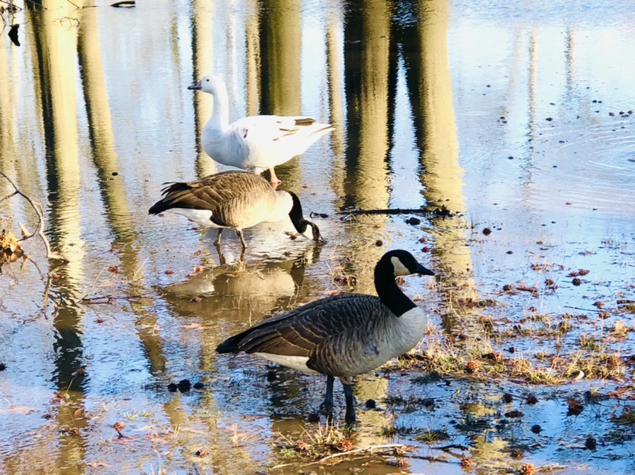 IMG_9279.jpg?type=w966