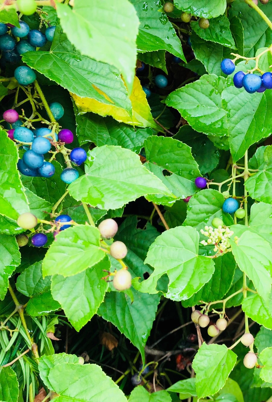 IMG_4696.jpg?type=w966