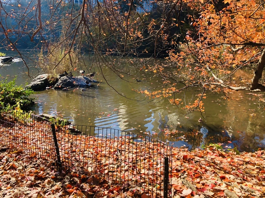 IMG_4231.jpg?type=w966