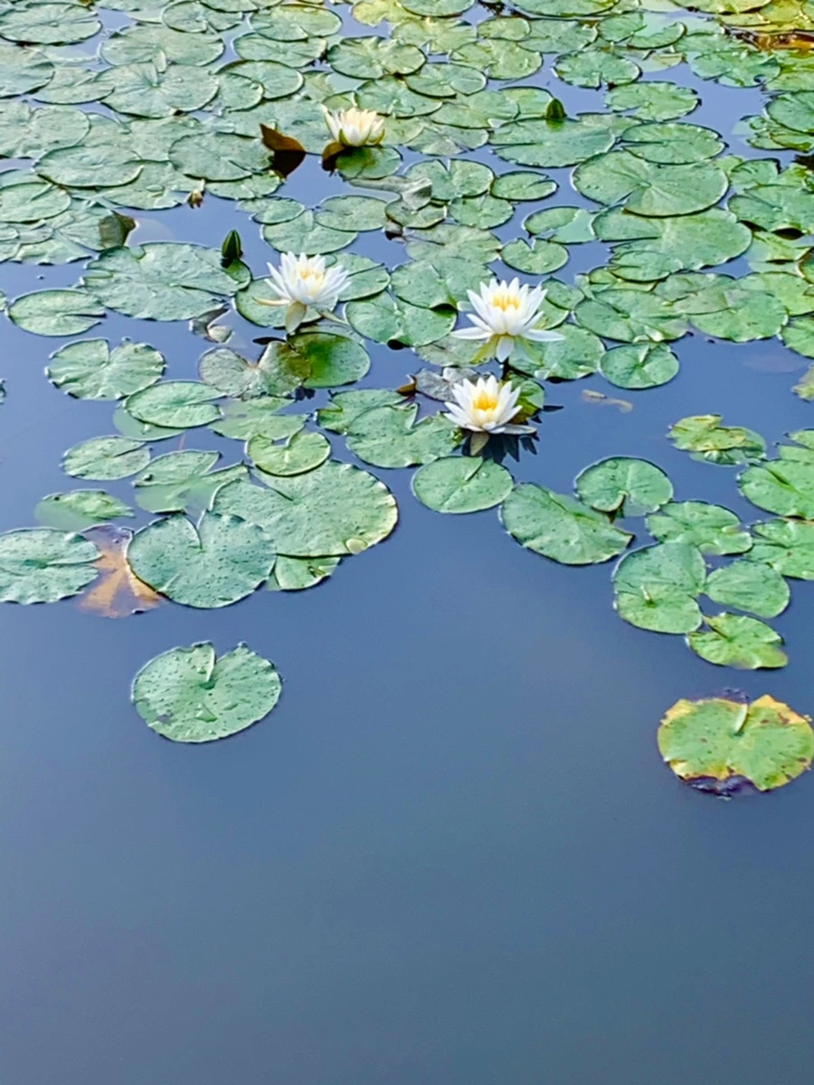 IMG_0799.jpg?type=w966