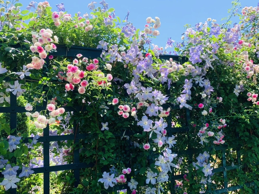 IMG_4121.jpg?type=w966