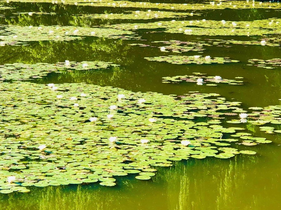 IMG_3970.jpg?type=w966