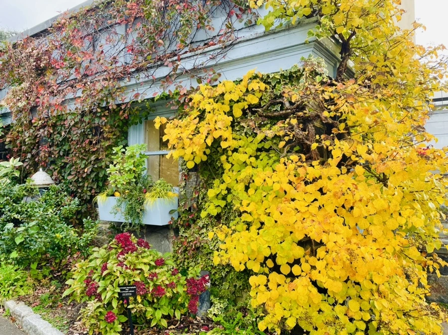 IMG_2406.jpg?type=w966