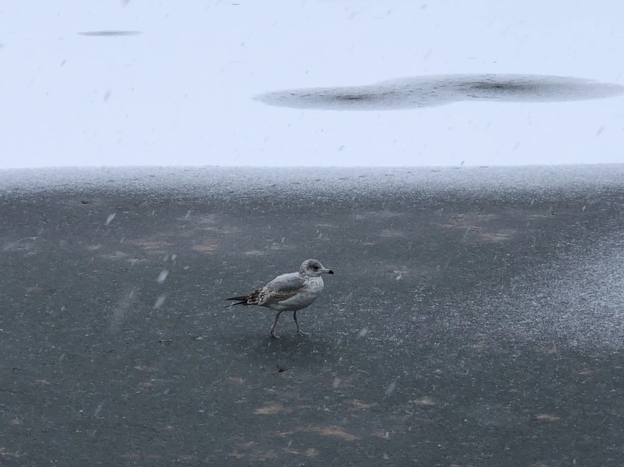 IMG_5963.jpg?type=w966