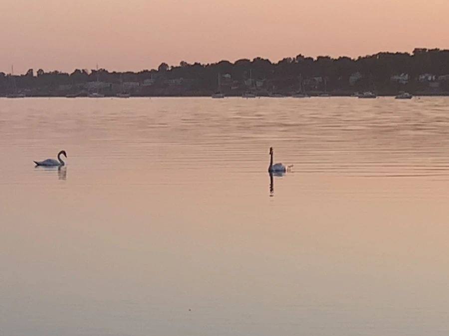 IMG_0187.jpg?type=w966