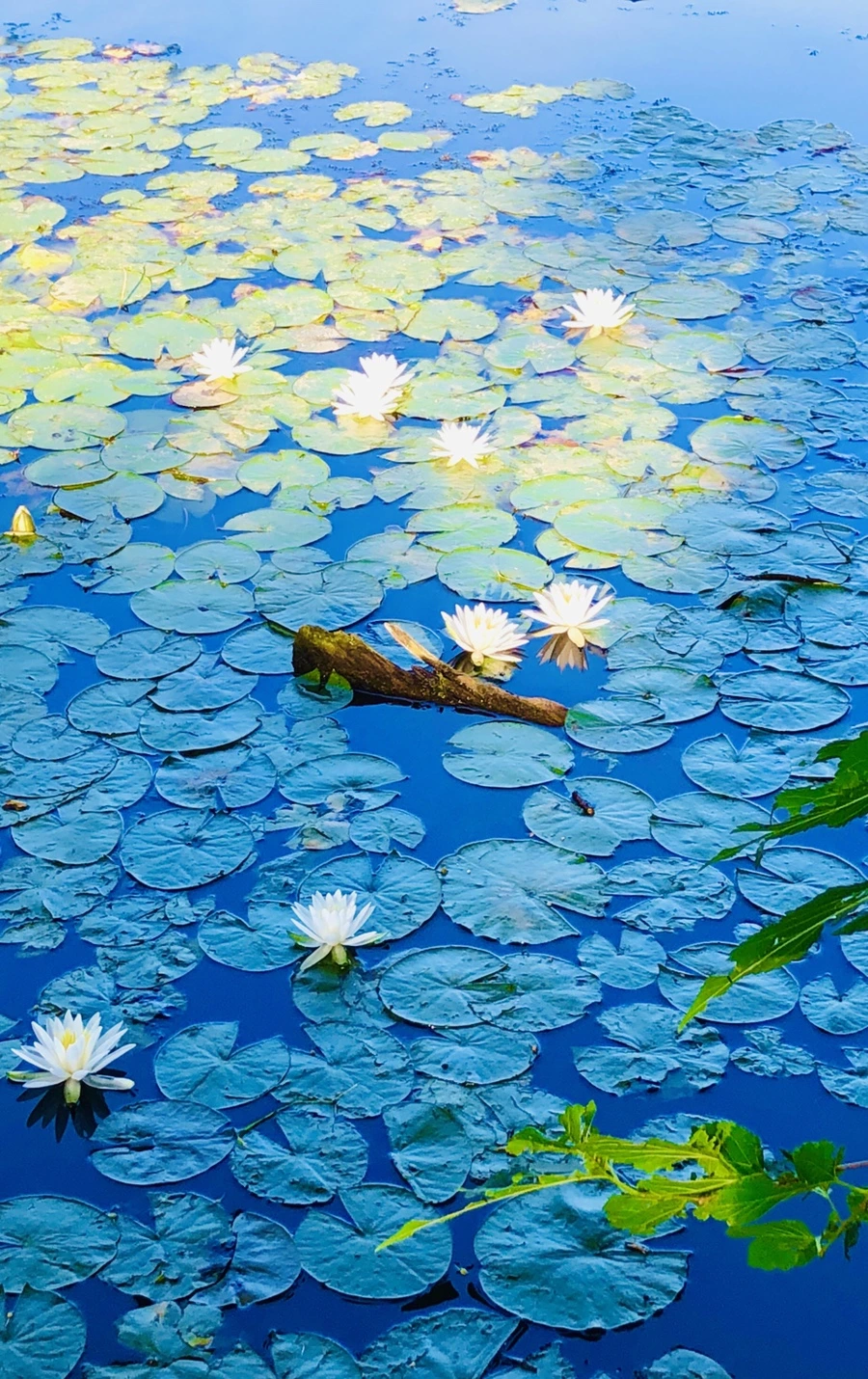 IMG_3807.jpg?type=w966