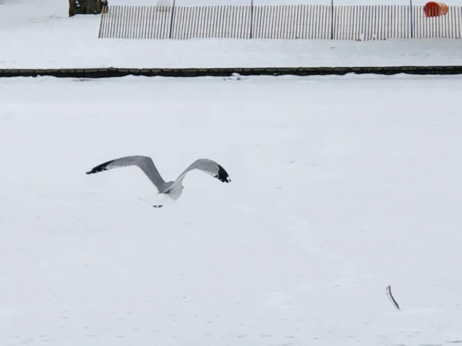 IMG_3848.jpg?type=w966