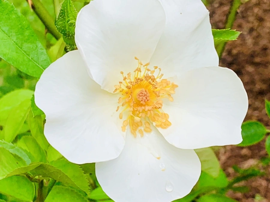 IMG_0541.jpg?type=w966