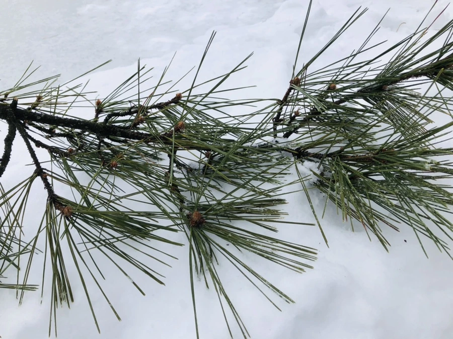 IMG_1536.jpg?type=w966