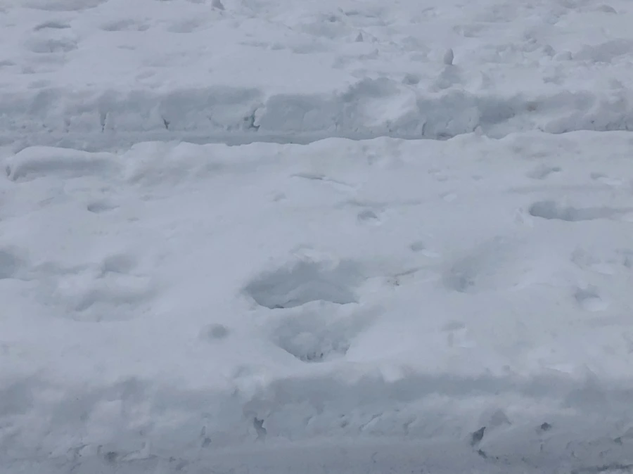 IMG_1552.jpg?type=w966