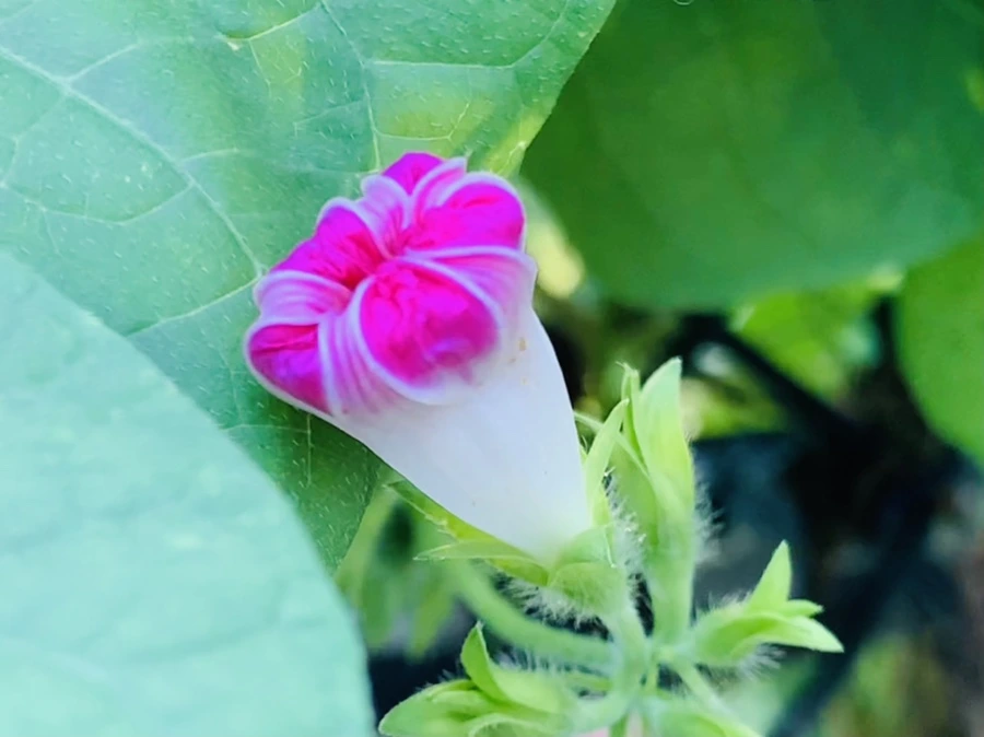 IMG_7645.jpg?type=w966