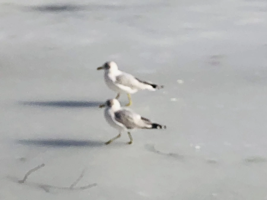 IMG_0341.jpg?type=w966