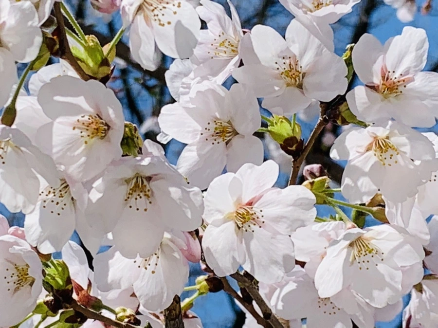 IMG_8426.jpg?type=w966