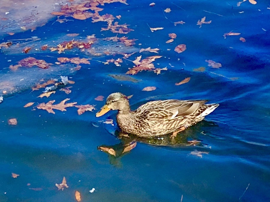 IMG_6812.jpg?type=w966