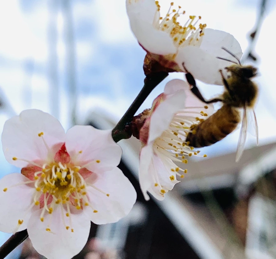 IMG_0523.jpg?type=w966