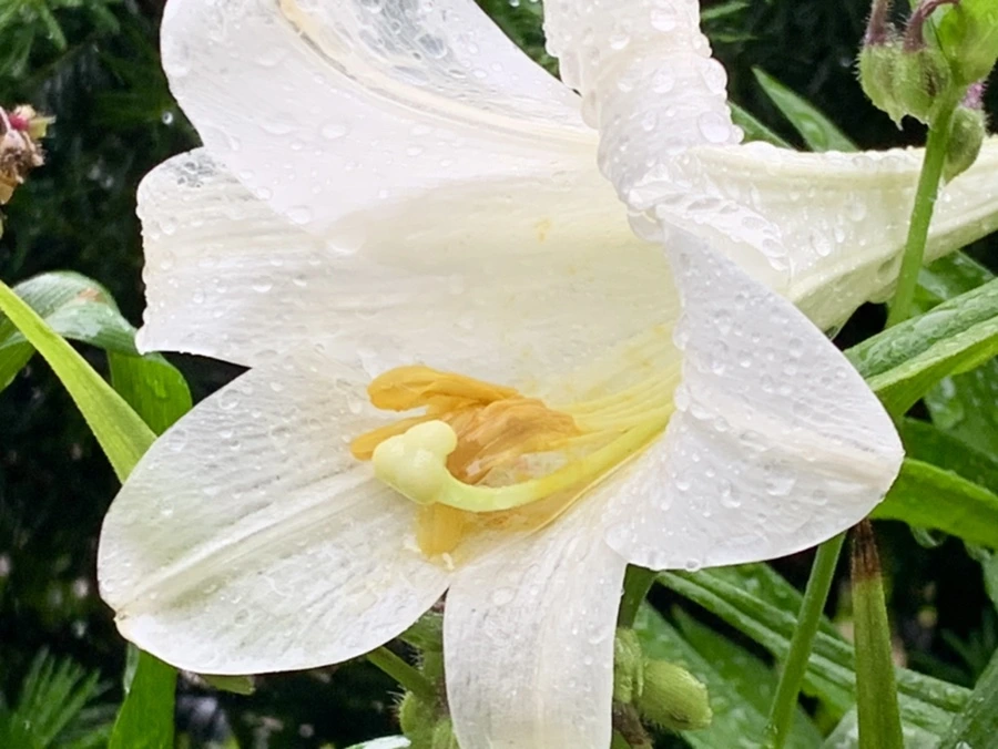 IMG_0137.jpg?type=w966