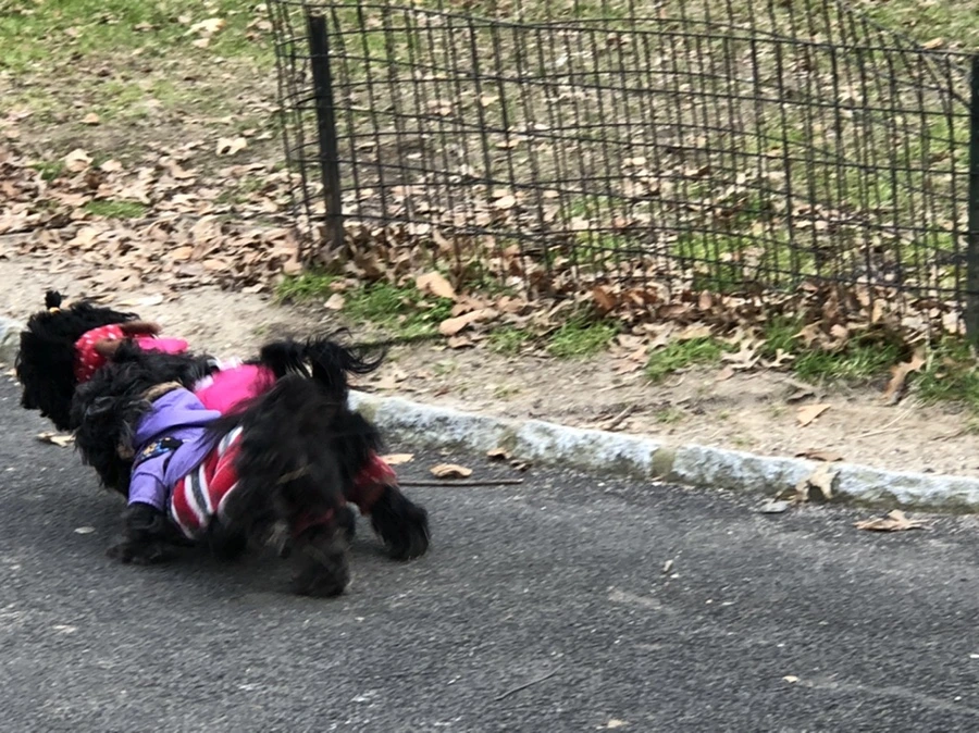 IMG_2417.jpg?type=w966