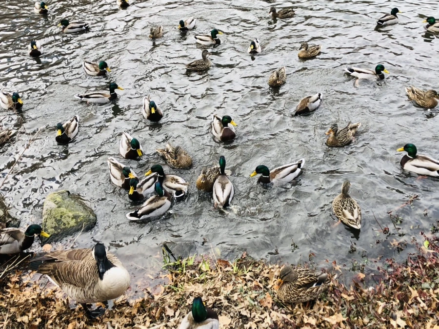 IMG_2420.jpg?type=w966