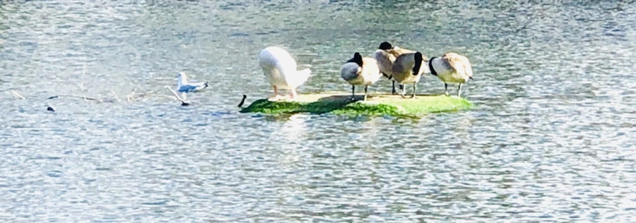 IMG_9242.jpg?type=w966