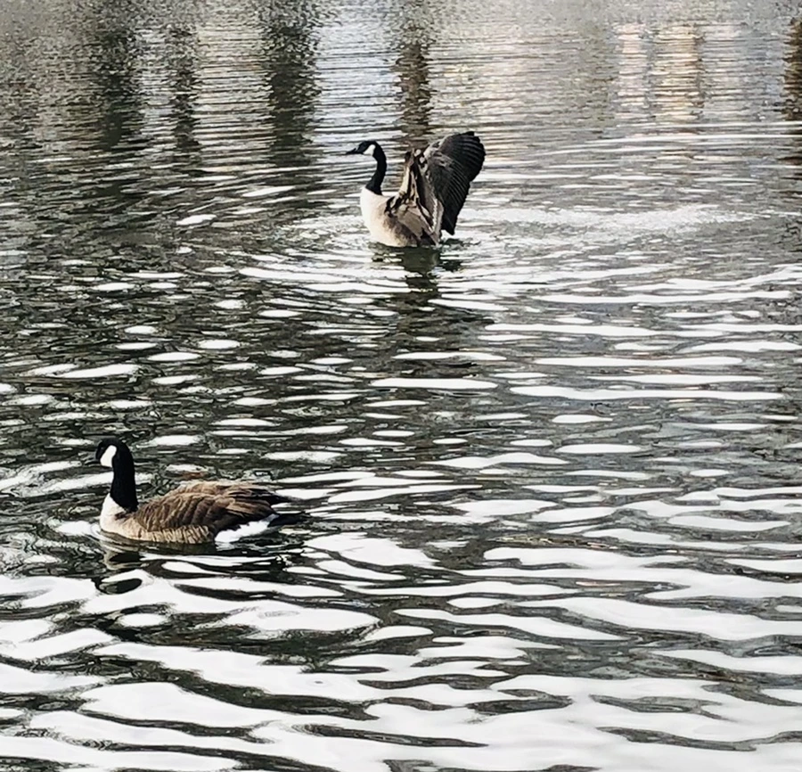 IMG_3627.jpg?type=w966