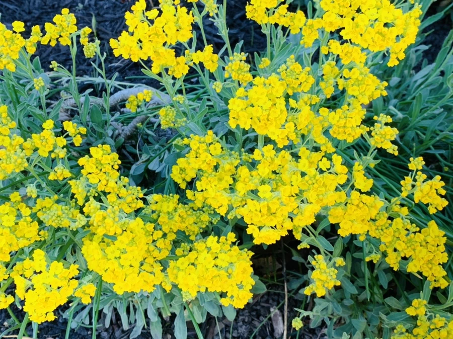 IMG_4168.jpg?type=w966