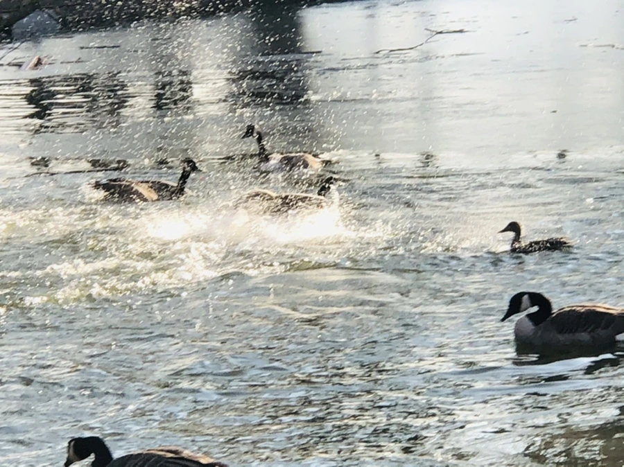 IMG_2816.jpg?type=w966