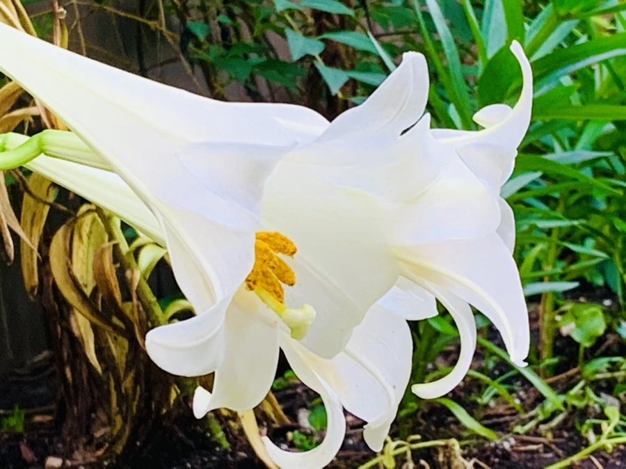 IMG_1021.jpg?type=w966