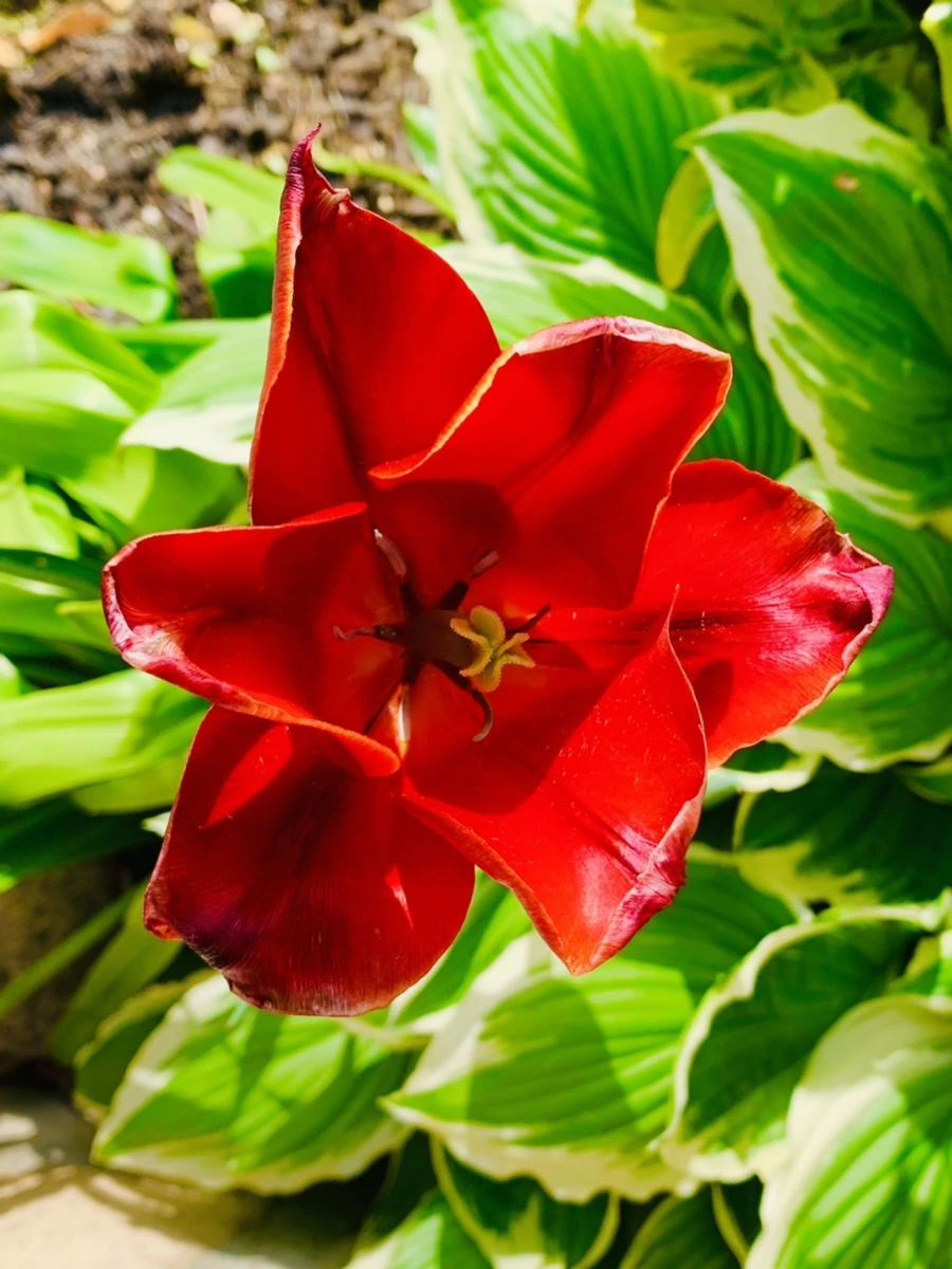 IMG_1090.jpg?type=w966